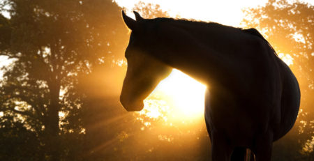 Beautiful Arabian horse silhouette against morning sun shining t