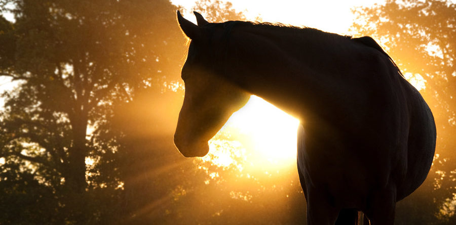 Beautiful Arabian horse silhouette against morning sun shining t