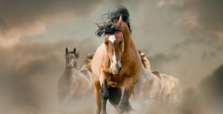 Horses In Dust