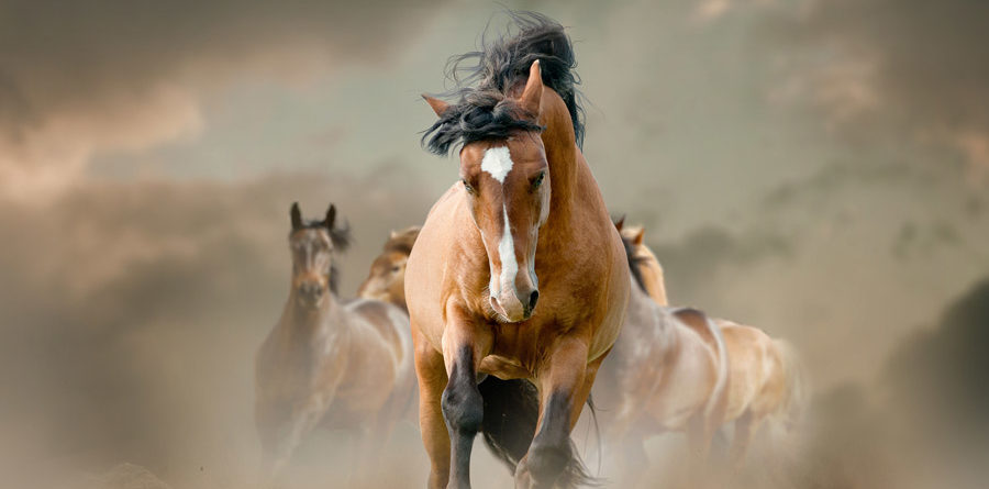 Horses In Dust