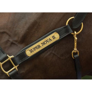 Fairfax Rio Headcollar