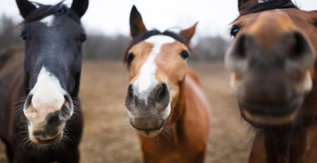 wild horses