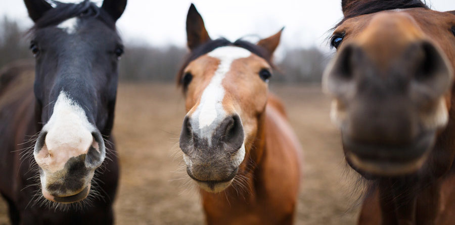 wild horses