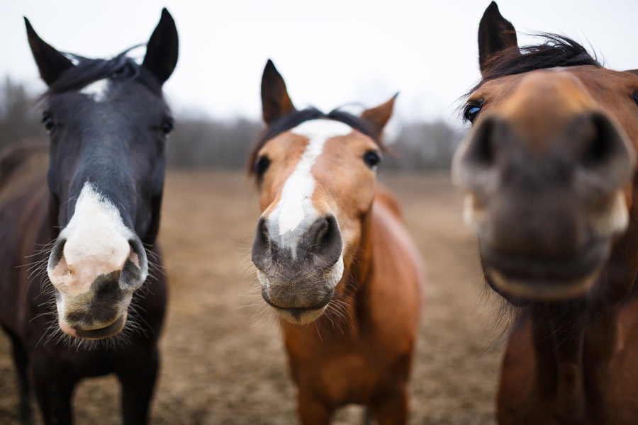 wild horses