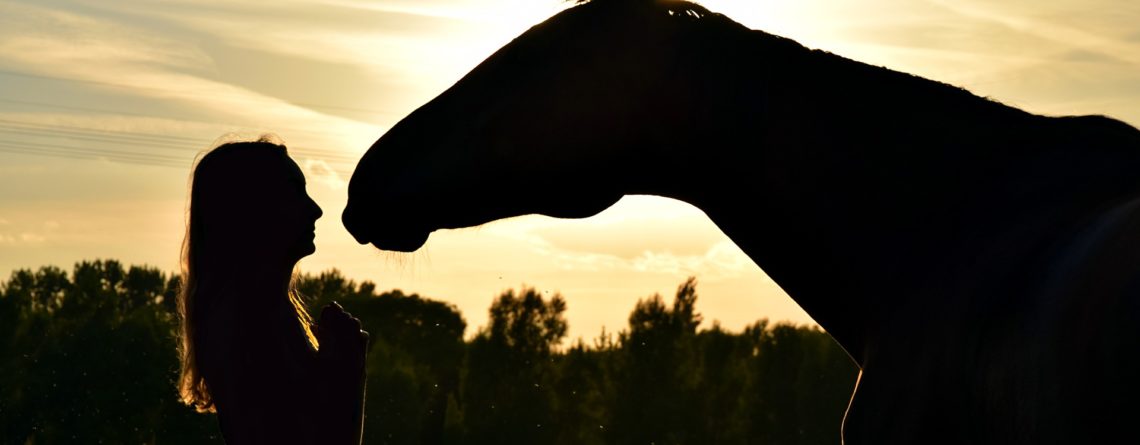 horse in sunset