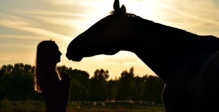 horse in sunset