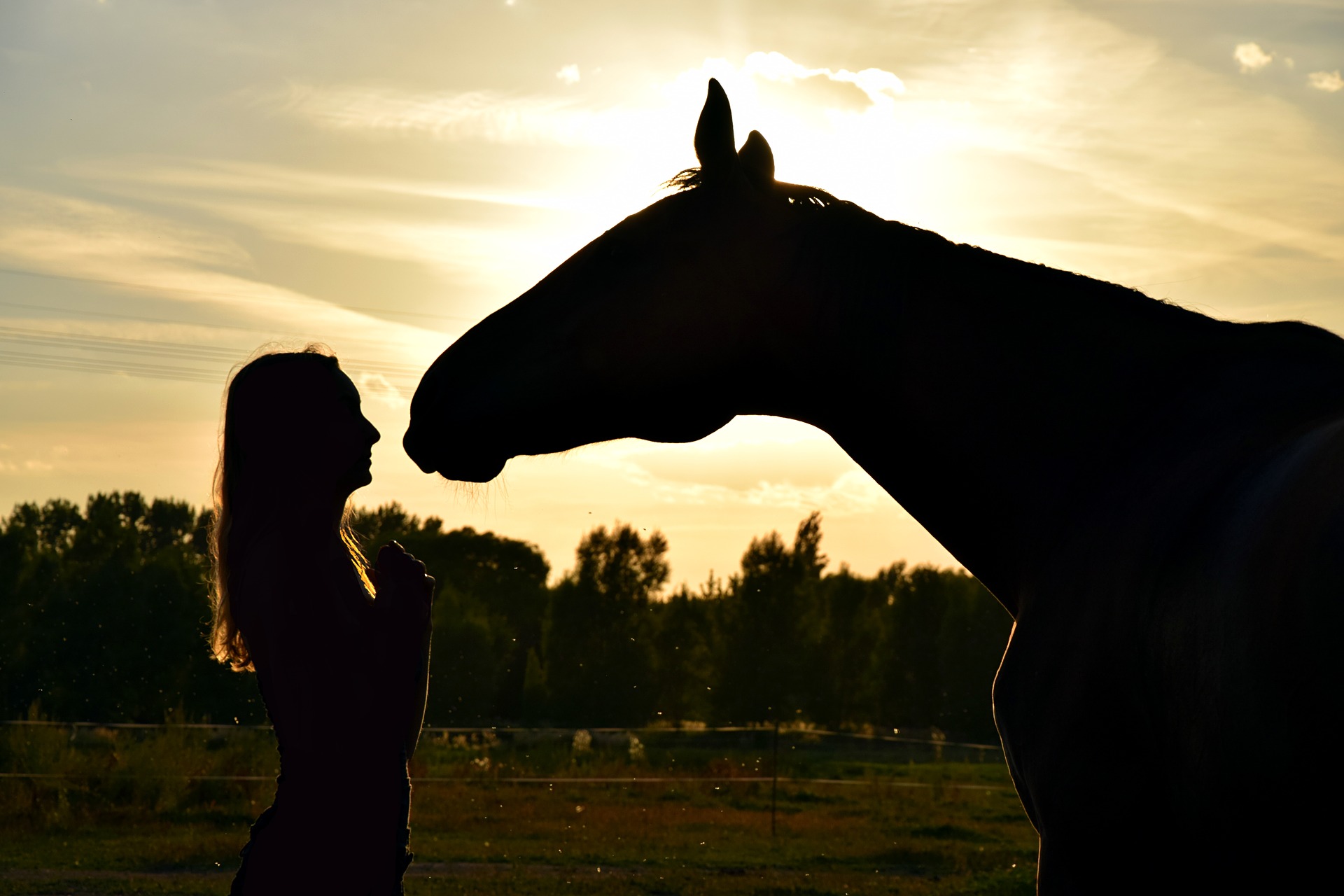 horse in sunset