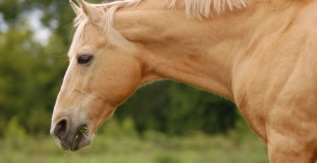 Old Palomino Stallion