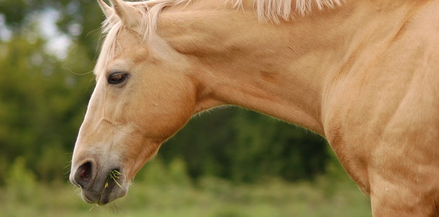 Old Palomino Stallion