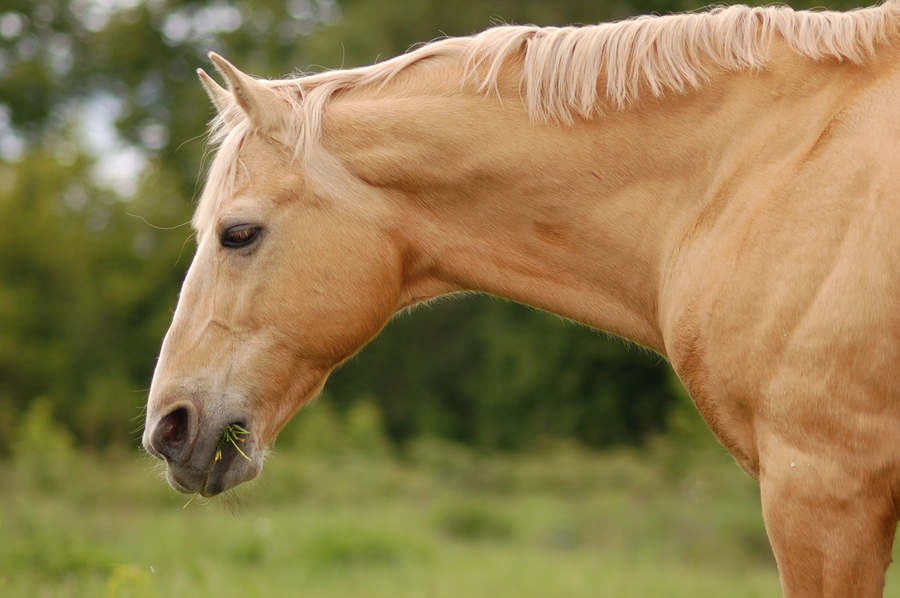 Old Palomino Stallion