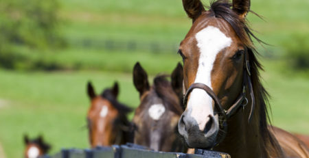 horses on ranch