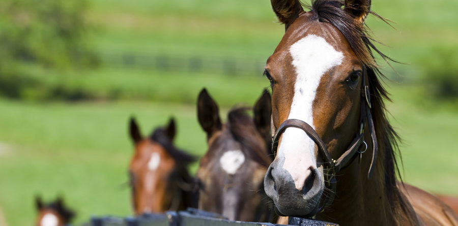 horses on ranch