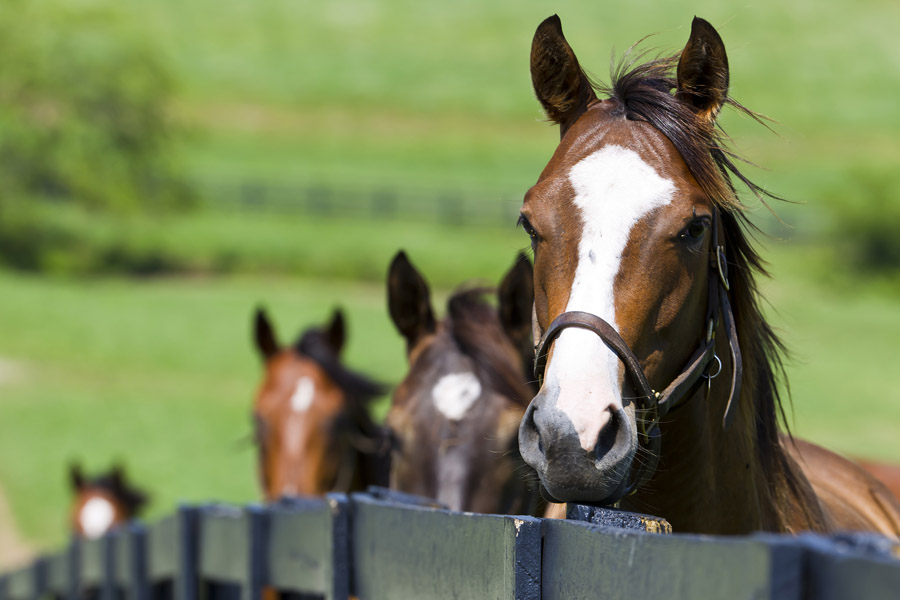 horses on ranch