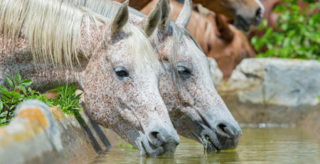 horses drinking water