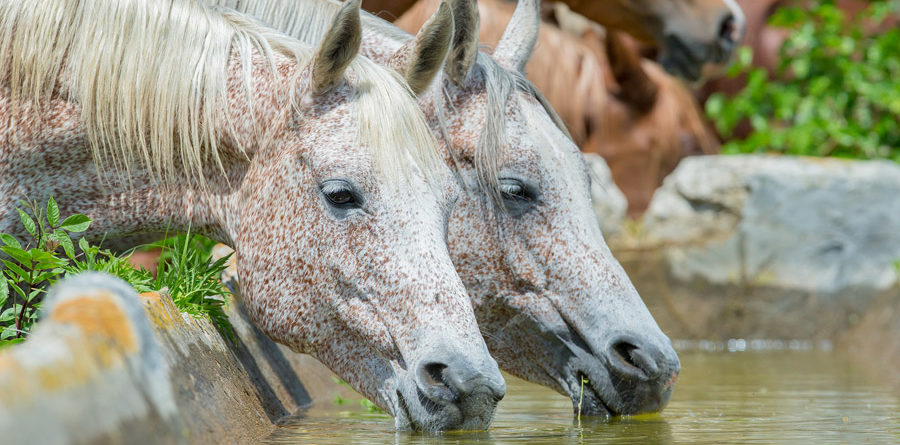 horses drinking water