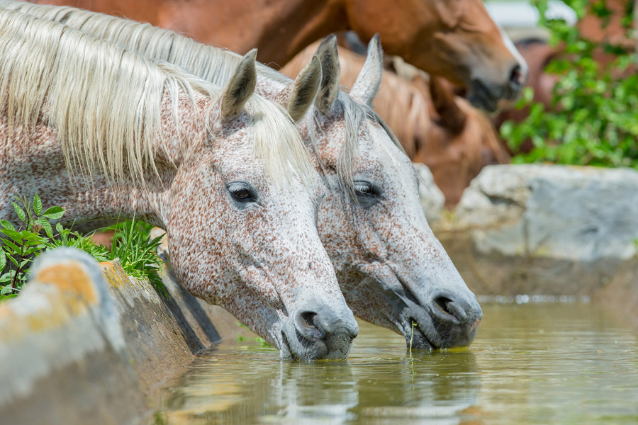 horses drinking water