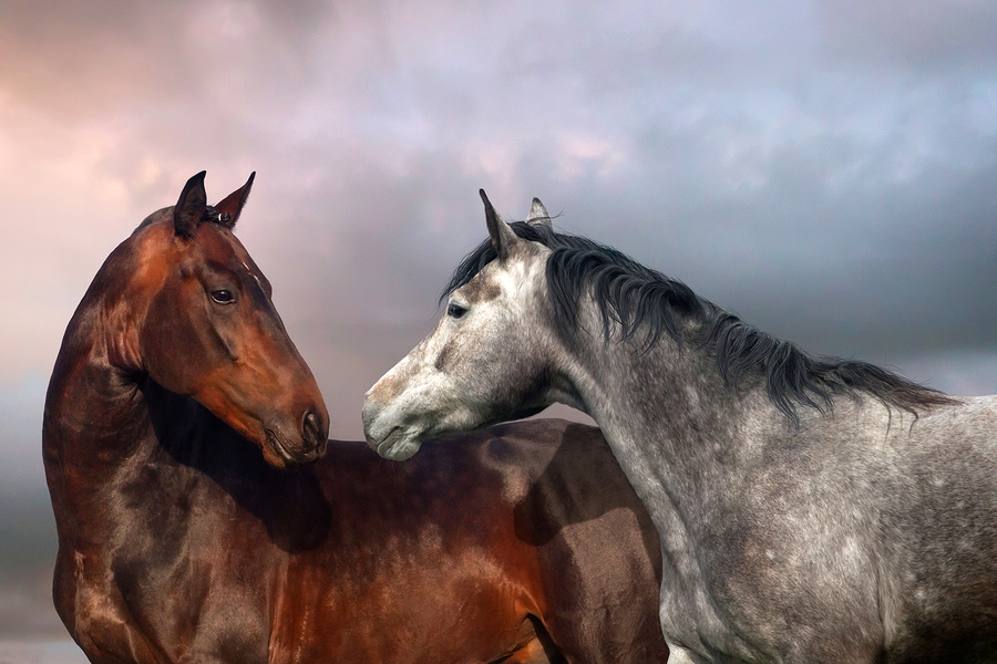 Two horse portrait