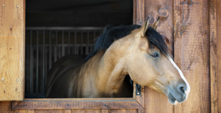 horse looking out stable