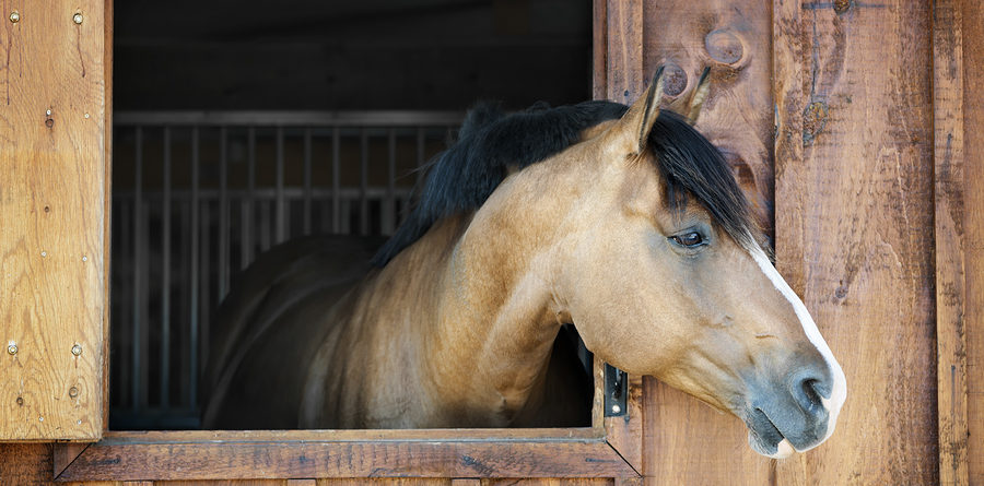 horse looking out stable