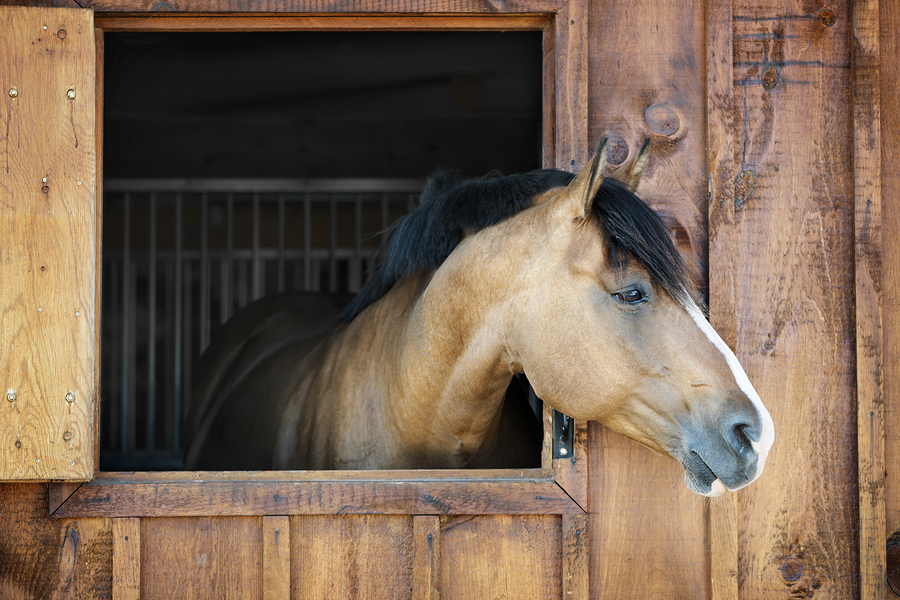 horse looking out stable