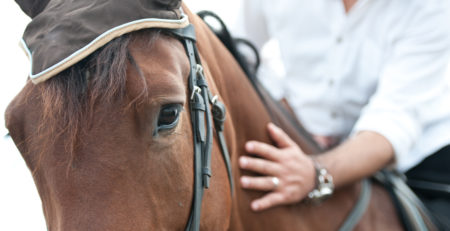 closeup of a horse head with detail on the eye and on rider hand