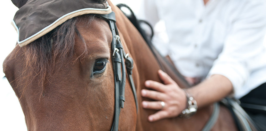closeup of a horse head with detail on the eye and on rider hand