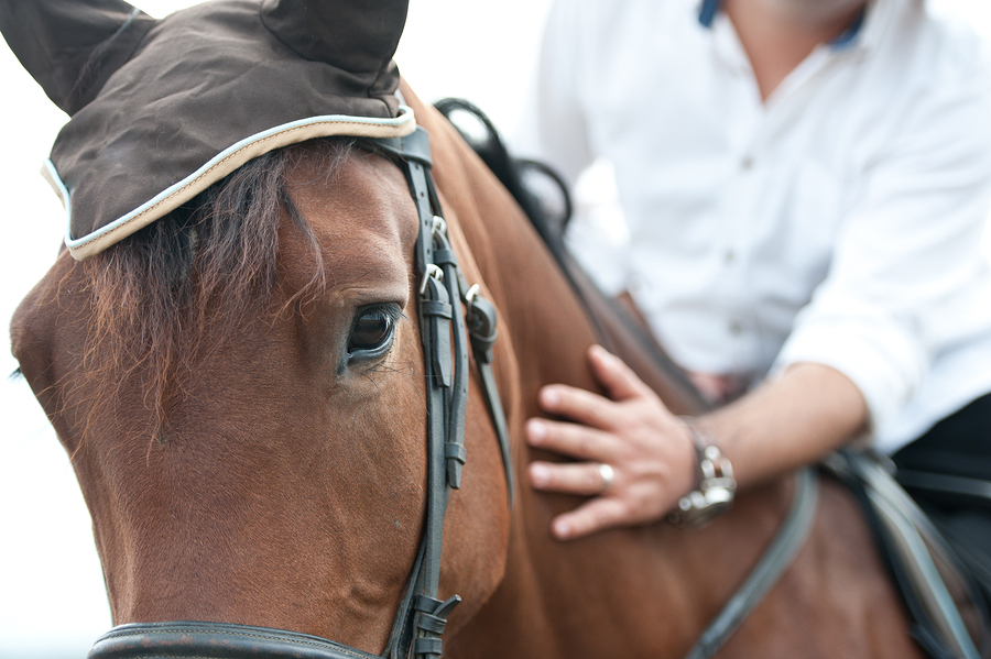 closeup of a horse head with detail on the eye and on rider hand