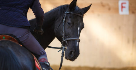 rider on horse