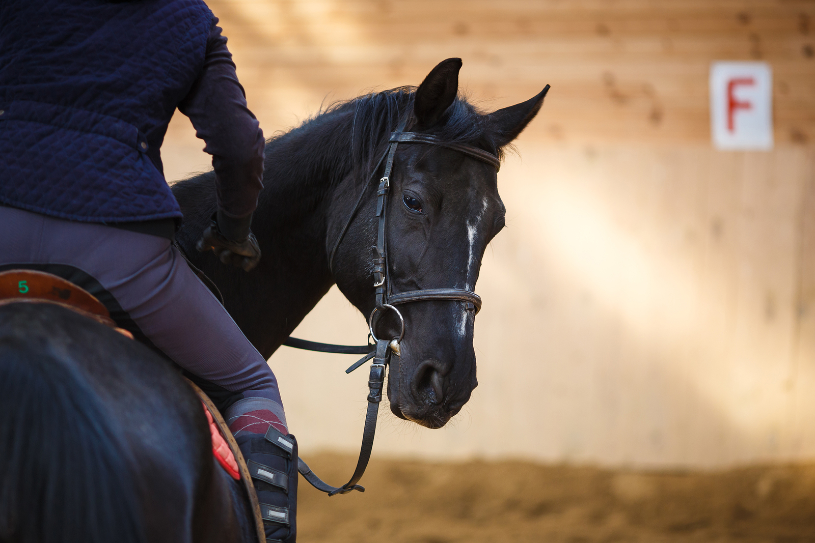 rider on horse