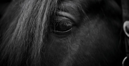 eye of a horse