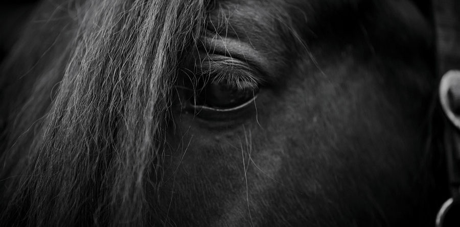 eye of a horse