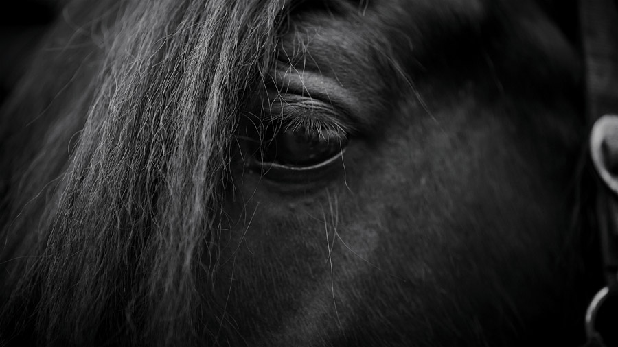 eye of a horse