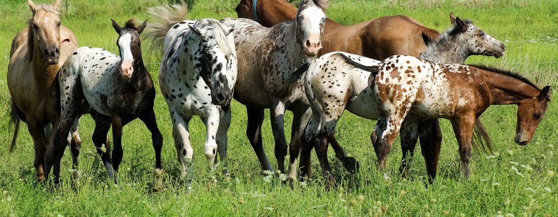 horses in a field