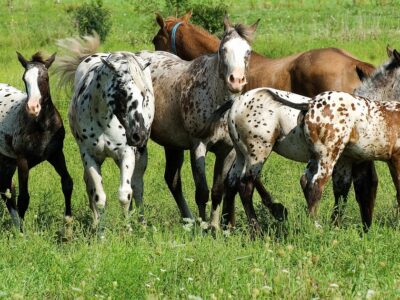 horses in a field