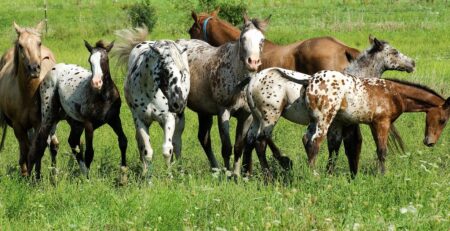 horses in a field