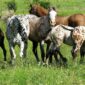 horses in a field