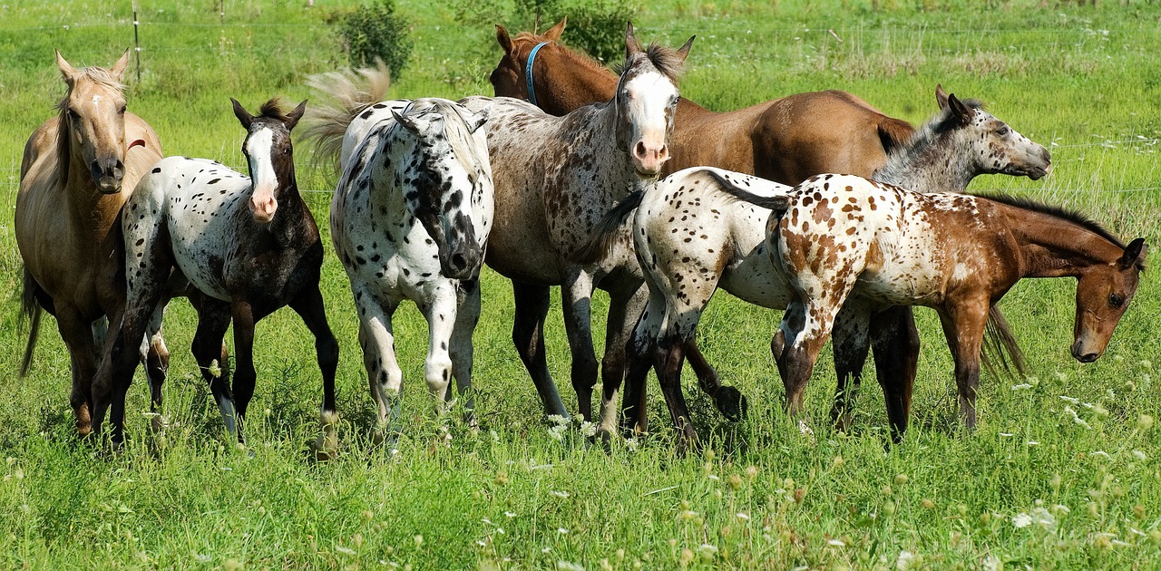 horses in a field